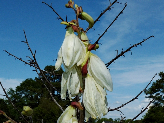 {Yucca gloriosa}